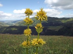  Nature fleurs des montagnes