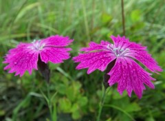  Nature fleurs des montagnes