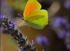  Animaux Citron et lavande....