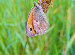  Animaux Papillon de velours