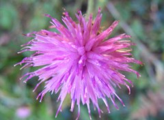  Nature Fleur violette