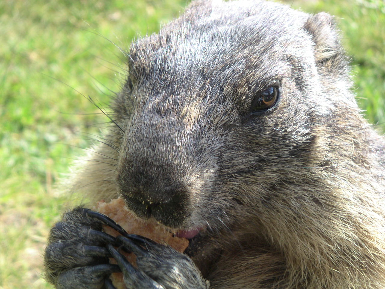 Fonds d'cran Animaux Marmottes 