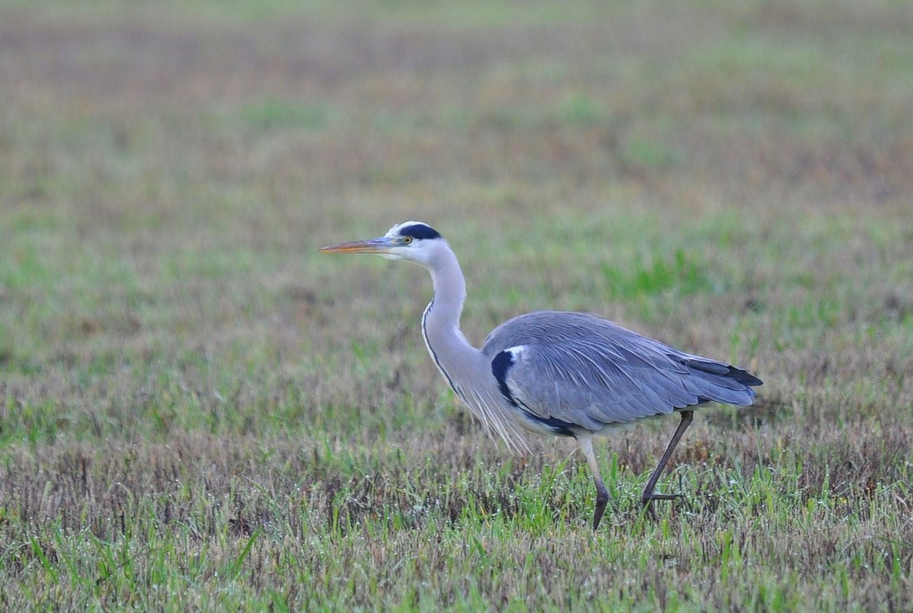 Fonds d'cran Animaux Oiseaux - Hrons Héron cendré