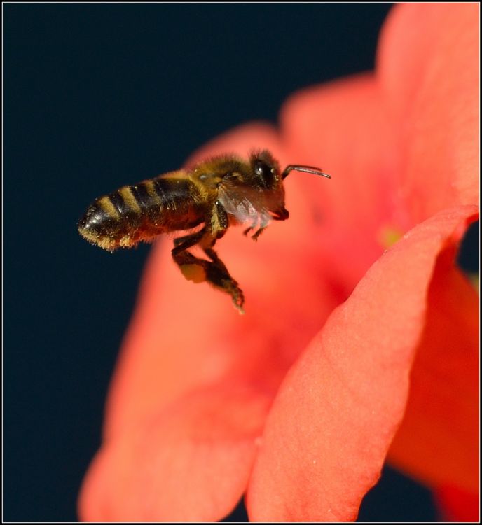 Fonds d'cran Animaux Insectes - Abeilles Gupes ... Plongée vers le délice...