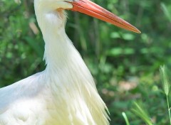  Animaux Cigogne