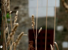  Nature Cour du Chteau des Ducs