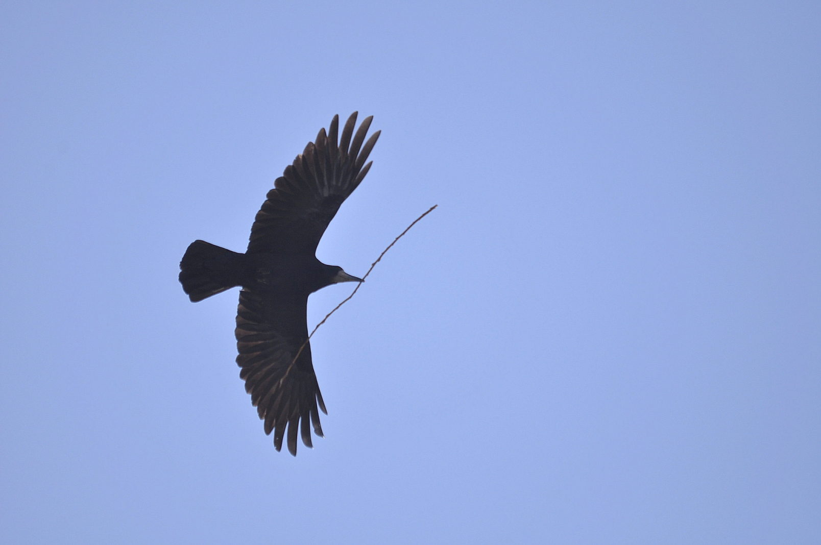 Fonds d'cran Animaux Oiseaux - Corbeaux Corbeau freux 