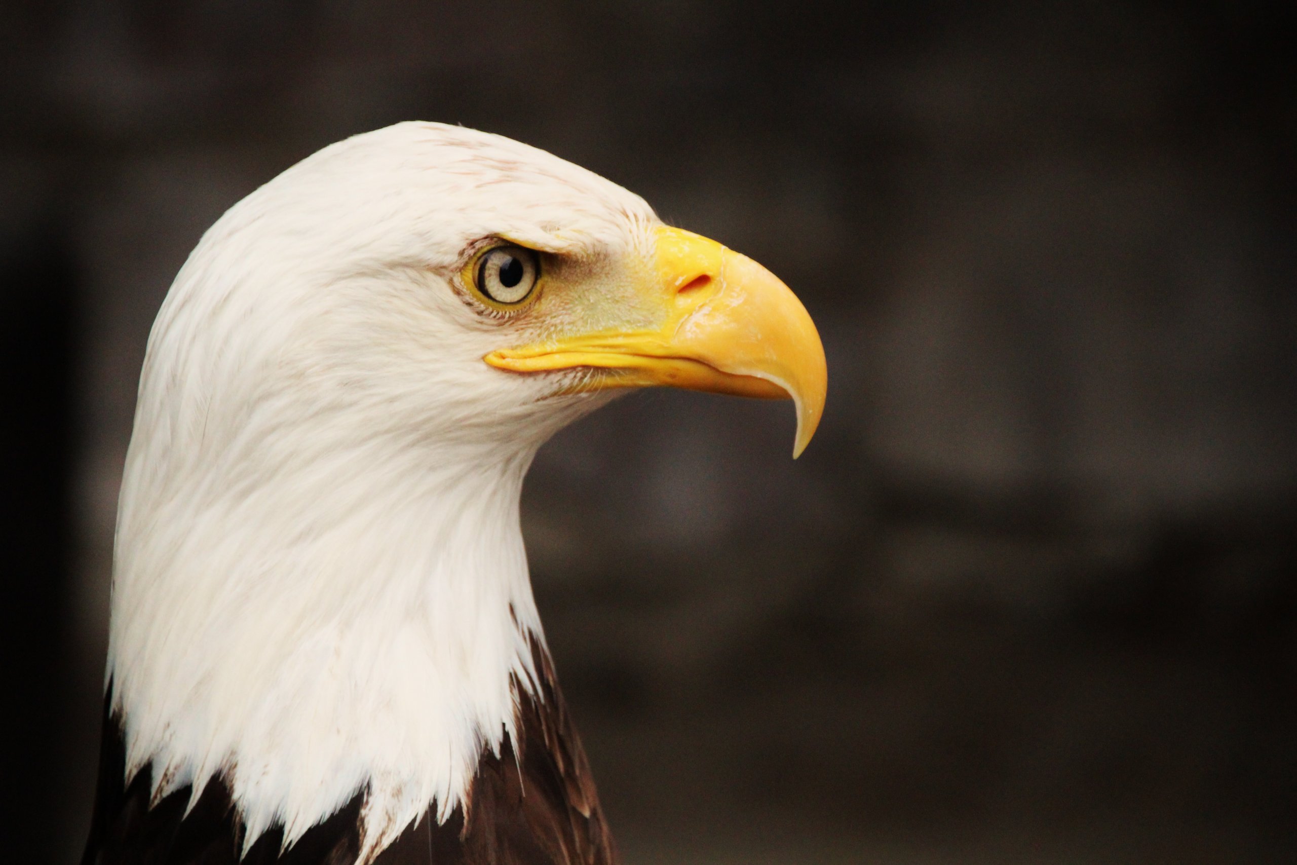 Fonds d'cran Animaux Oiseaux - Aigles 