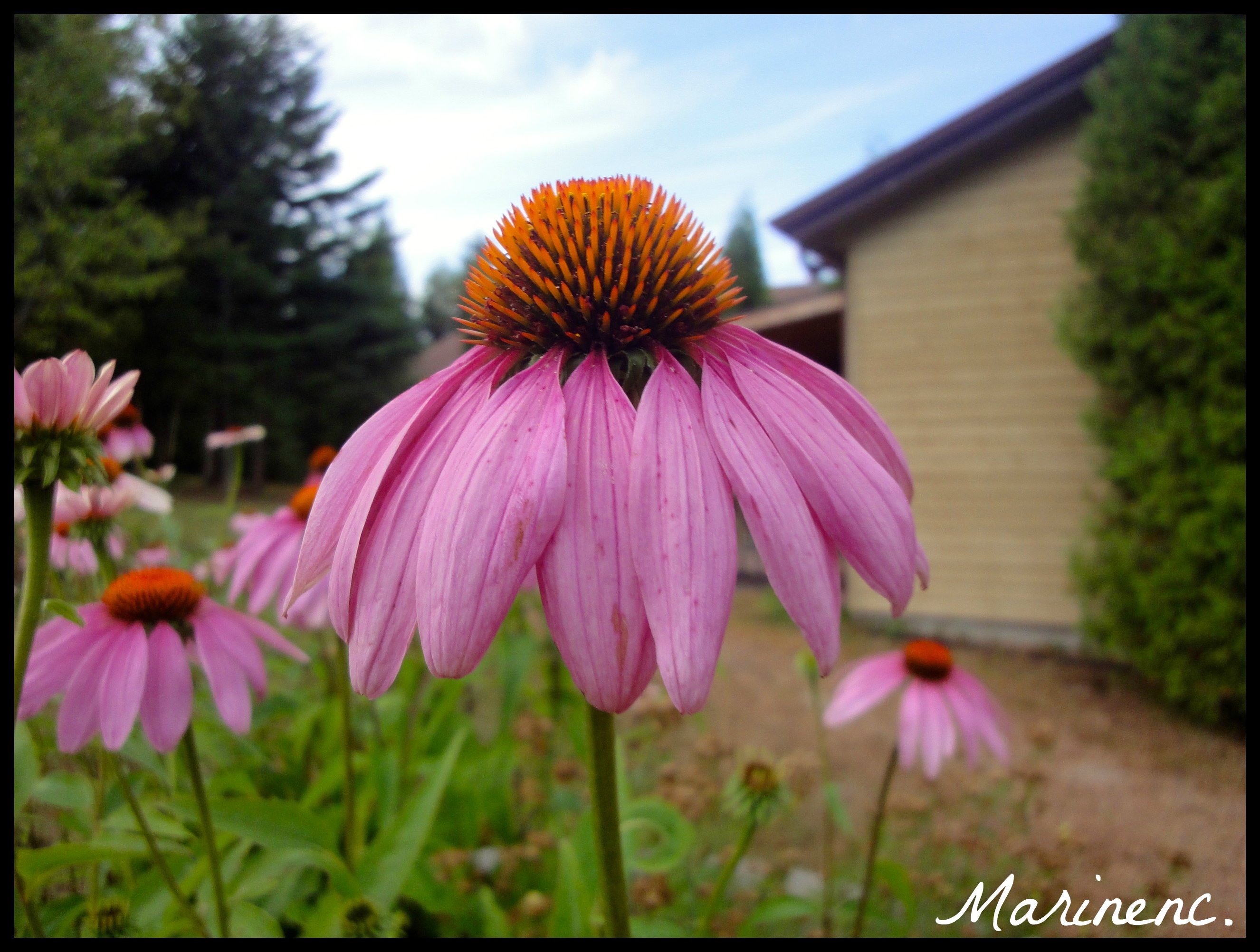 Wallpapers Nature Flowers 