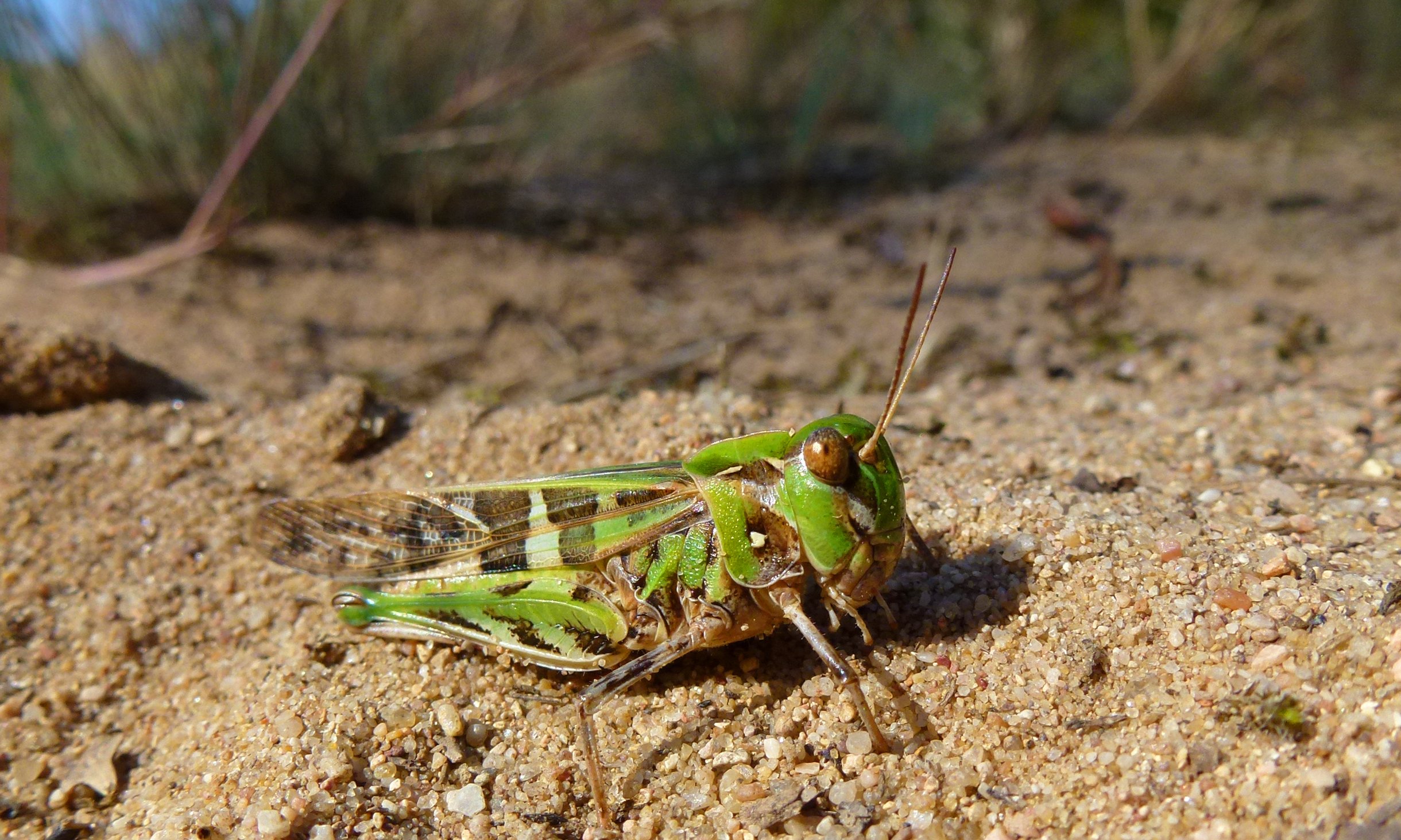 Wallpapers Animals Insects - Grasshoppers and Locusts Locusta migratoria