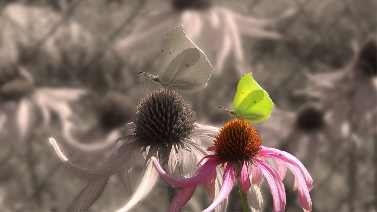 Wallpapers Animals Insects - Butterflies Papillon Citron