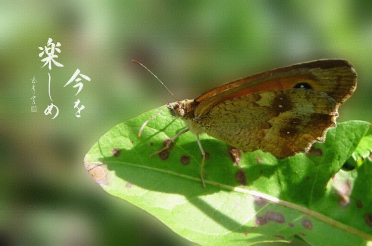 Fonds d'cran Animaux Insectes - Papillons Papillon 