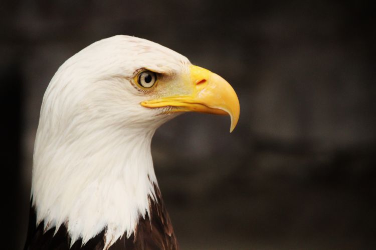 Fonds d'cran Animaux Oiseaux - Aigles Wallpaper N310267