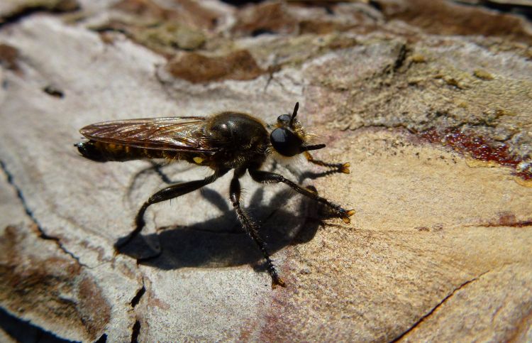 Fonds d'cran Animaux Insectes - Divers Thereva nobilitata