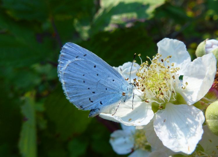 Wallpapers Animals Insects - Butterflies L'Azur des Nerpruns