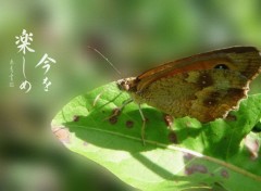  Animaux Papillon 