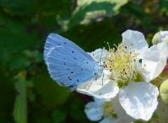  Animaux L'Azur des Nerpruns