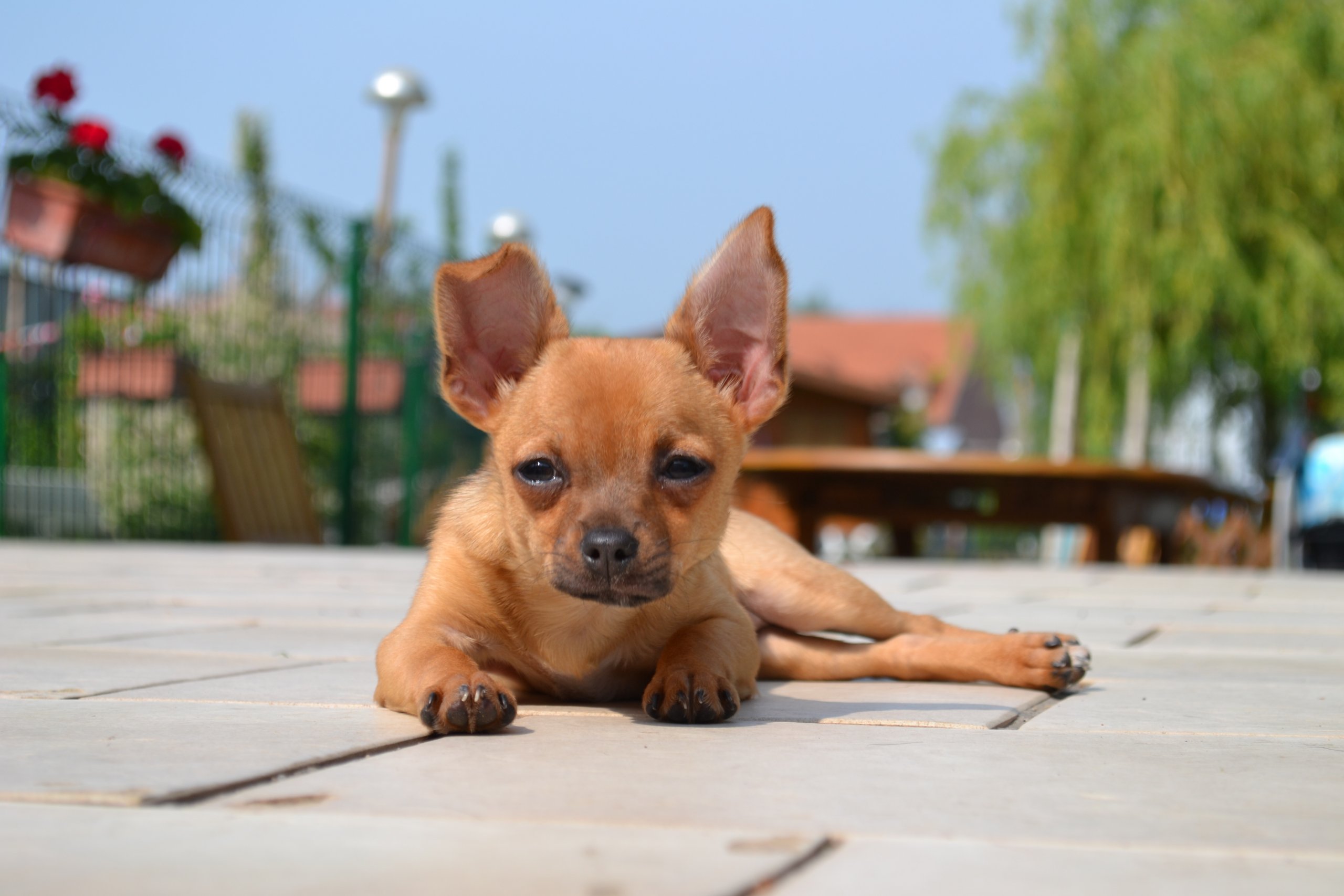 Fonds d'cran Animaux Chiens Chihuahua