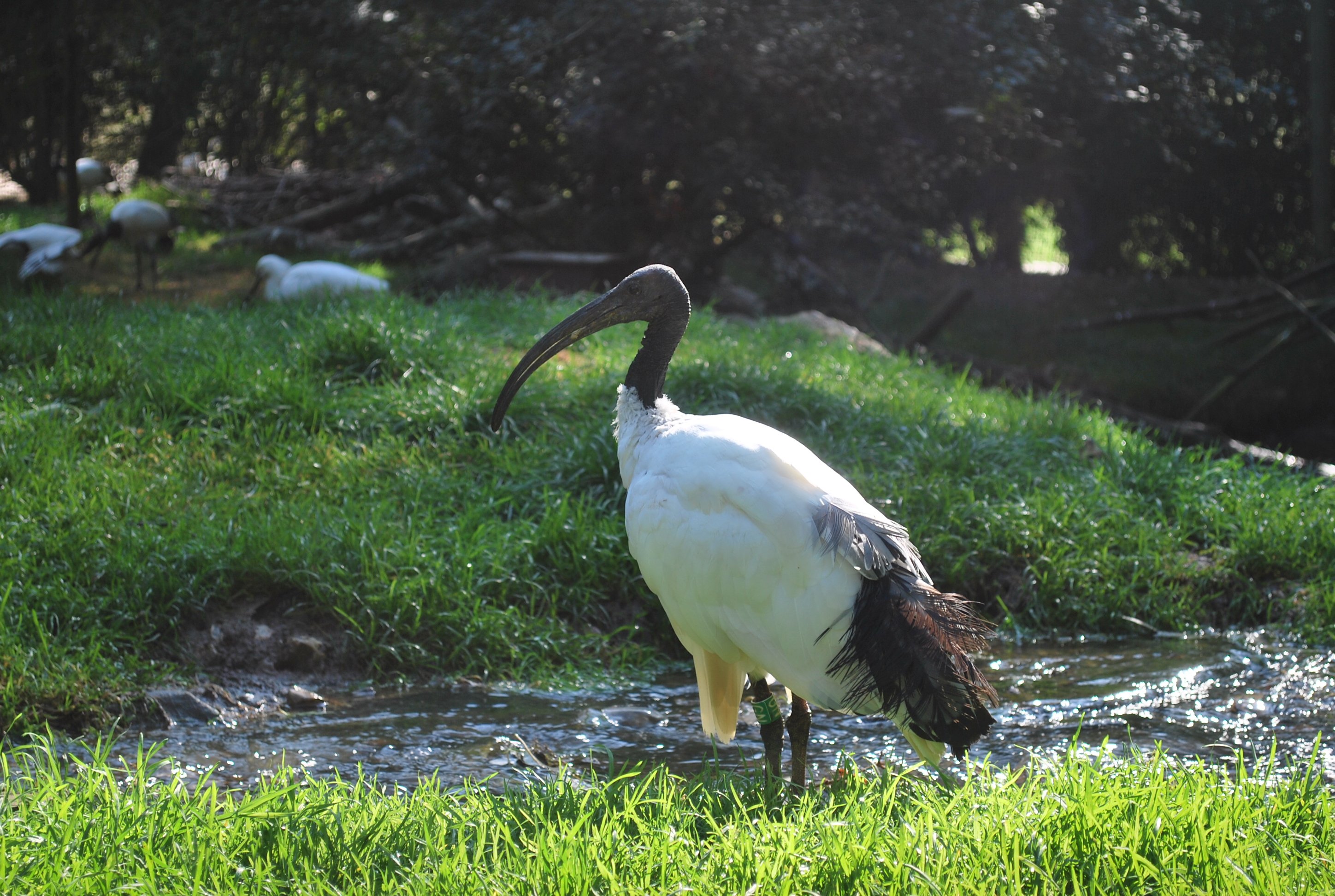 Wallpapers Animals Oiseaux - Huppes Facies 