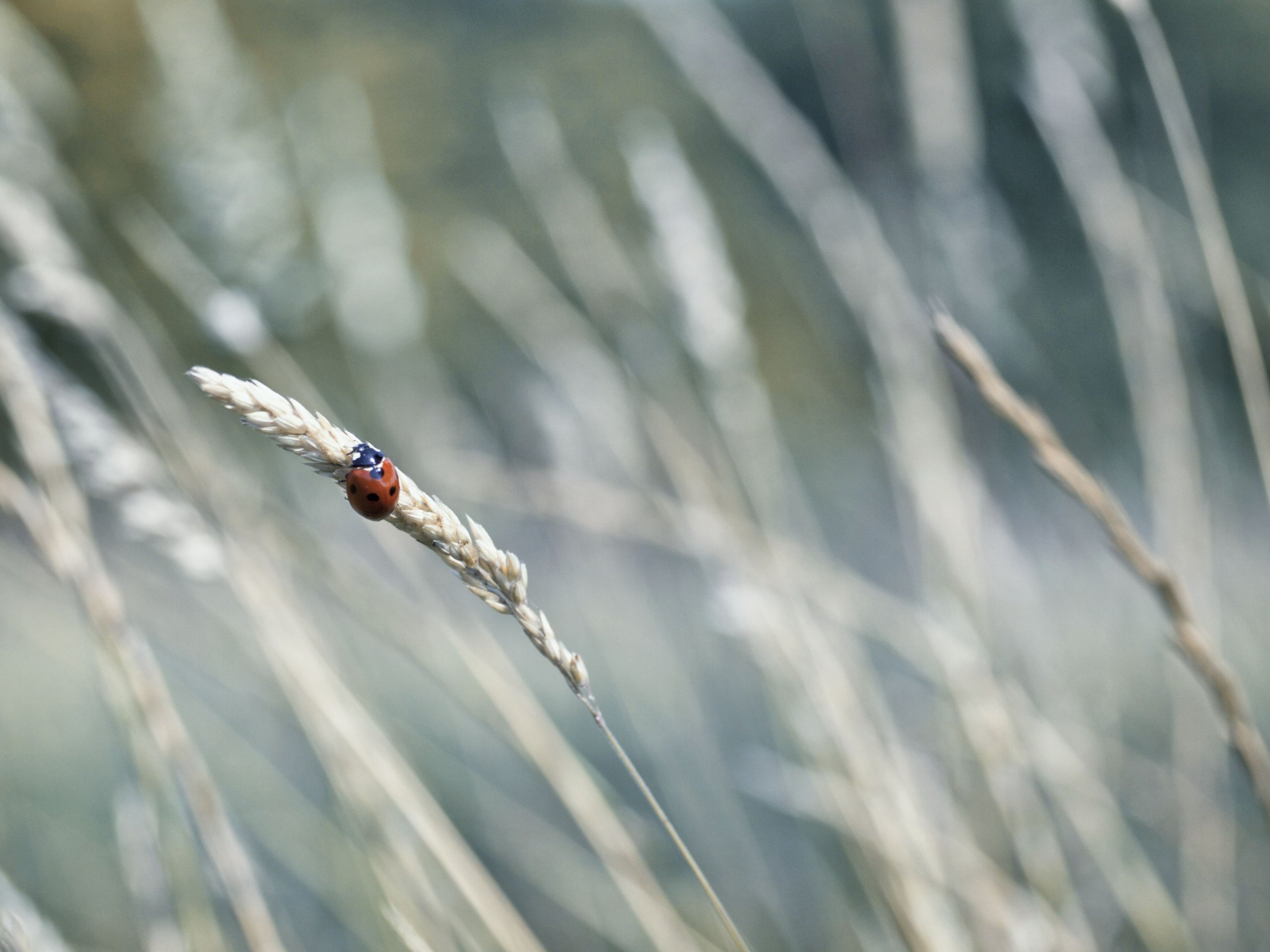 Wallpapers Nature Miscellaneous - Compositions 