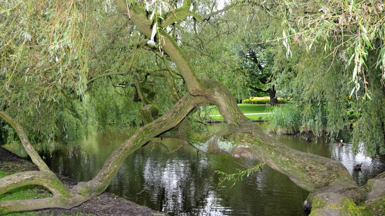 Fonds d'cran Nature Arbres - Forts Quelques jours  Amsterdam