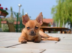  Animaux Chihuahua