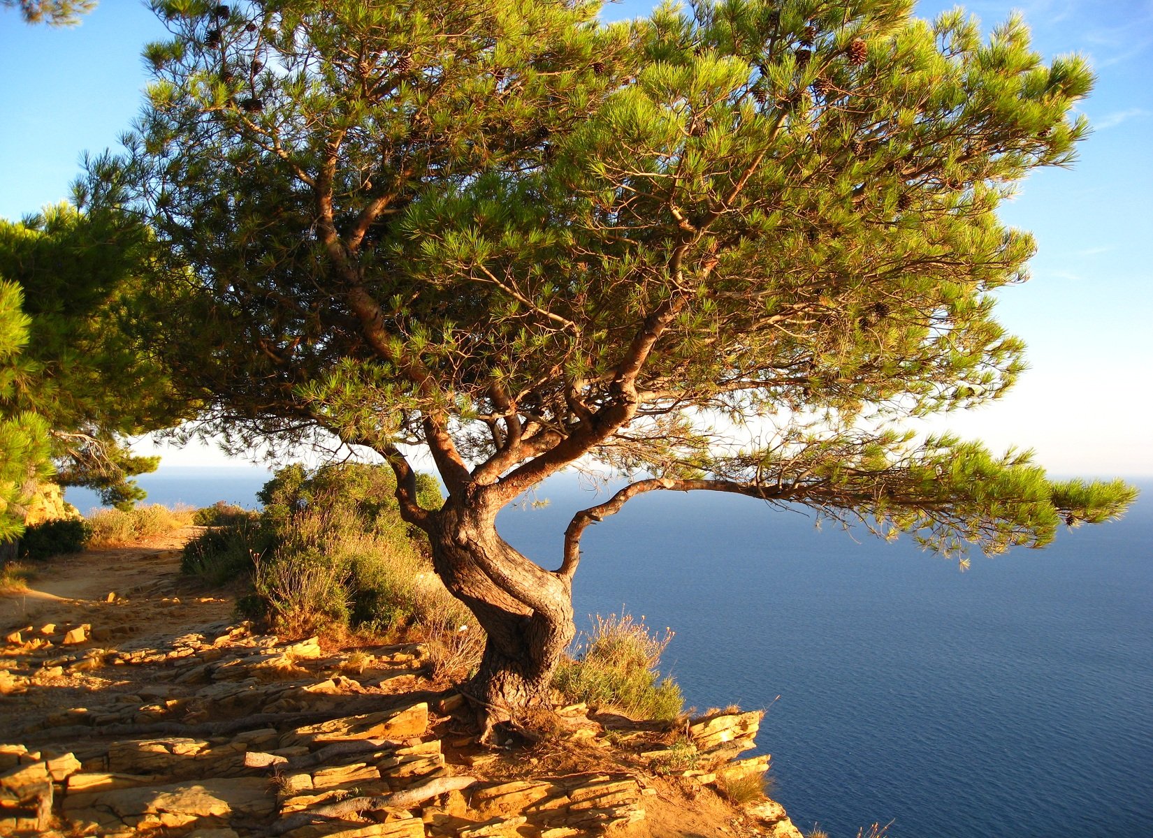 Fonds d'cran Nature Arbres - Forts 