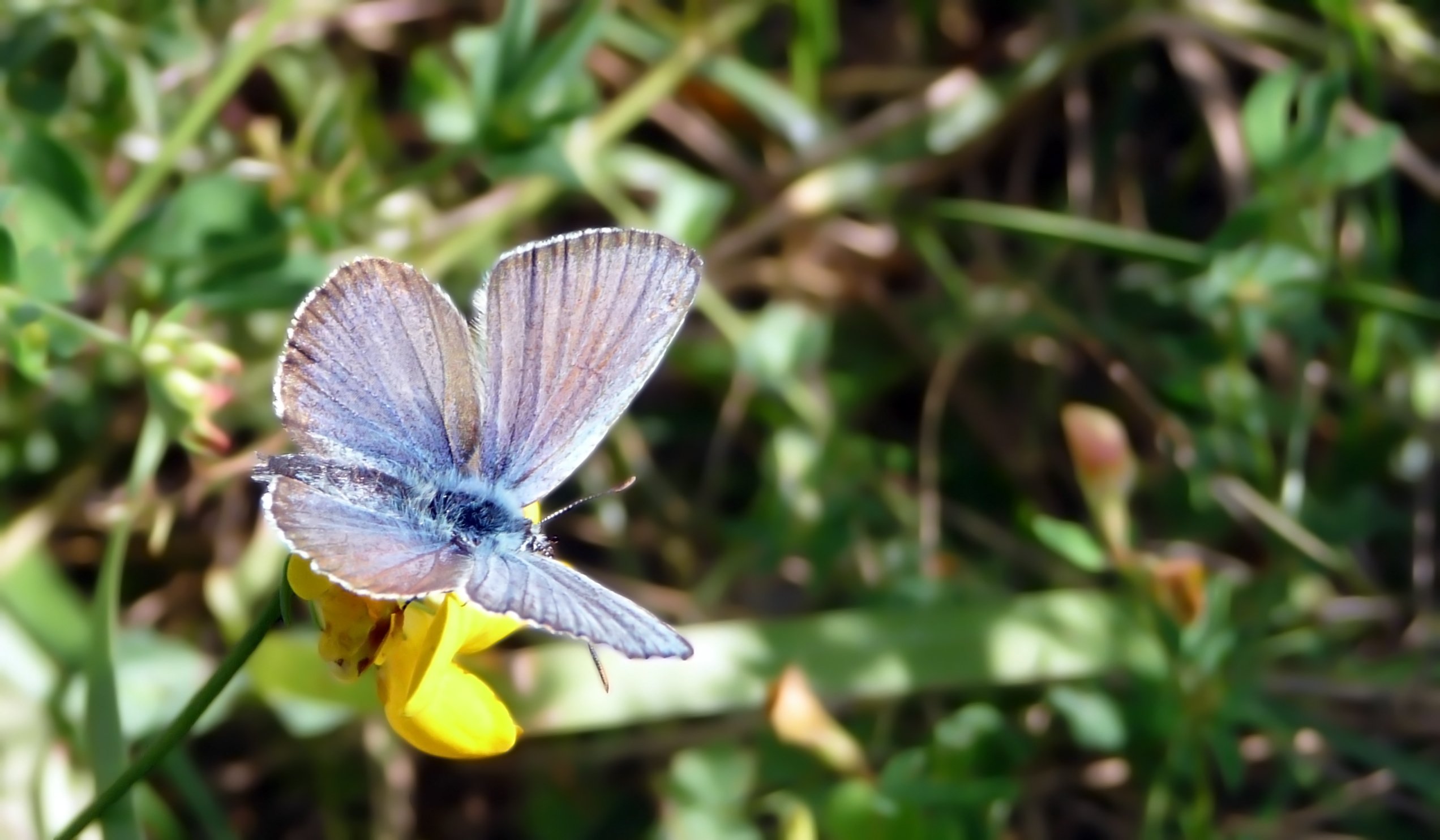 Fonds d'cran Animaux Insectes - Papillons 