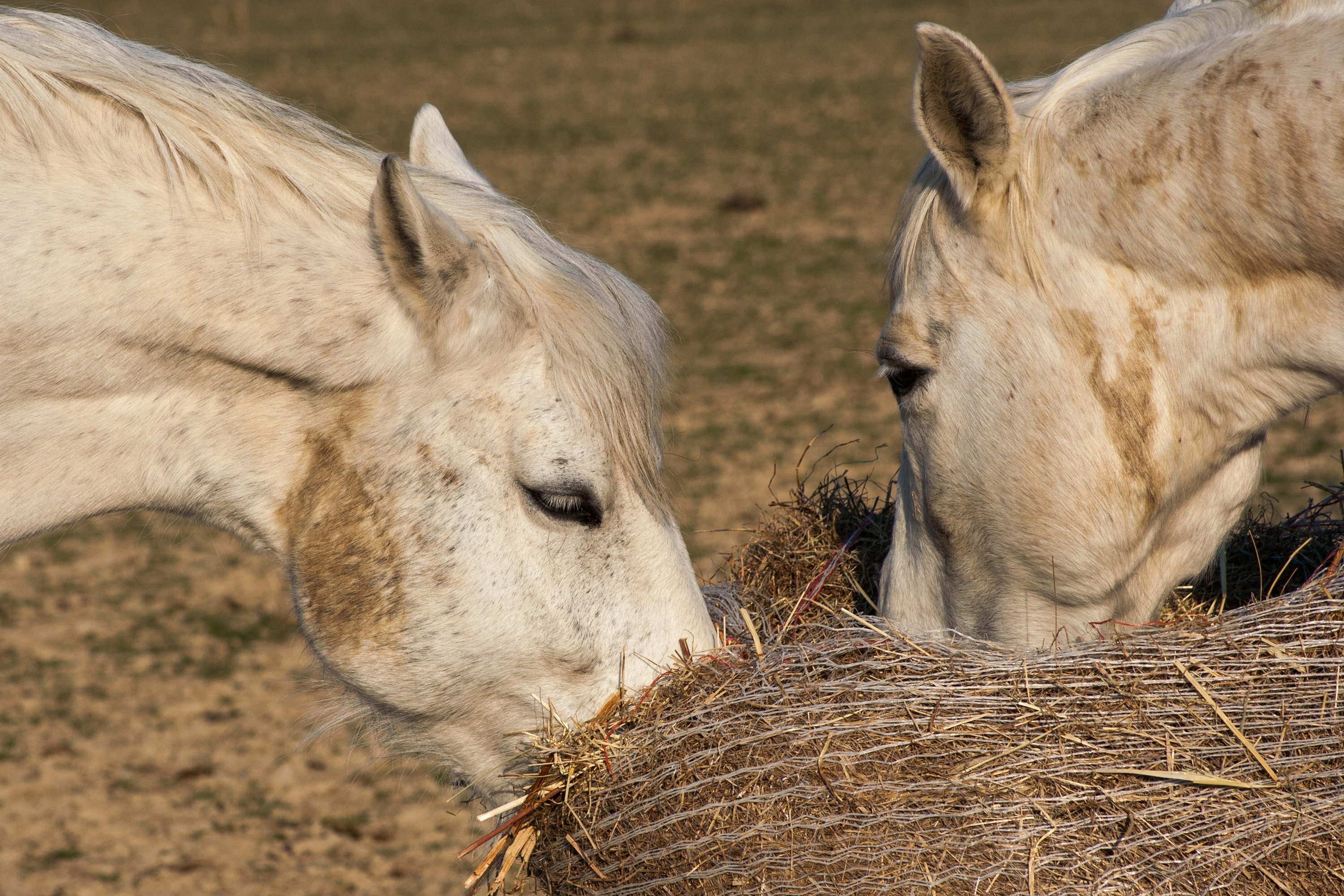 Fonds d'cran Animaux Chevaux la botte de foin