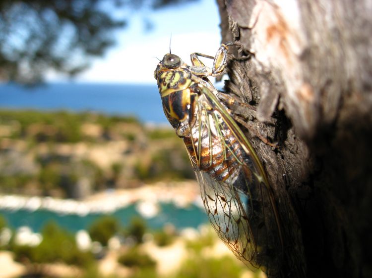 Wallpapers Animals Insects - Cicadas Wallpaper N310477