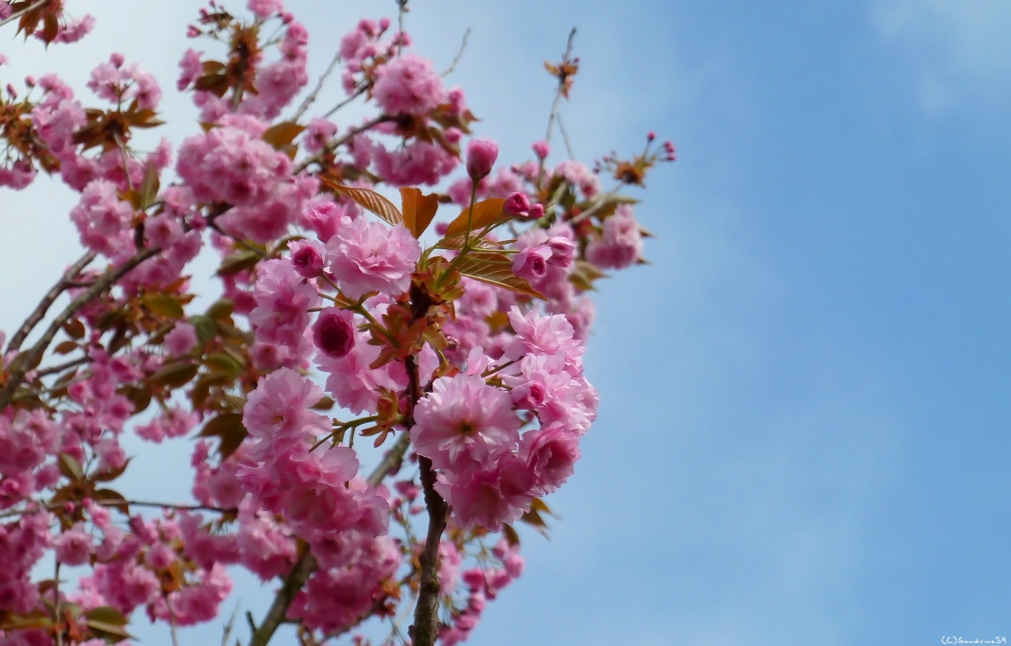 Wallpapers Nature Flowers Cerisier en fleurs