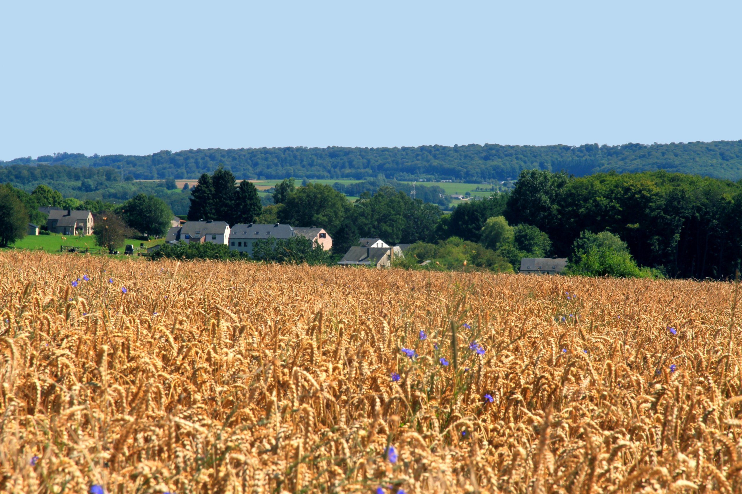 Fonds d'cran Nature Champs - Prairies 