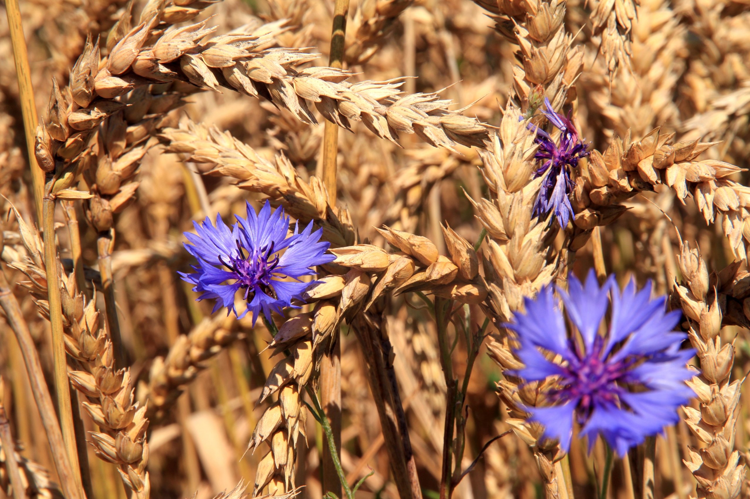 Fonds d'cran Nature Champs - Prairies 