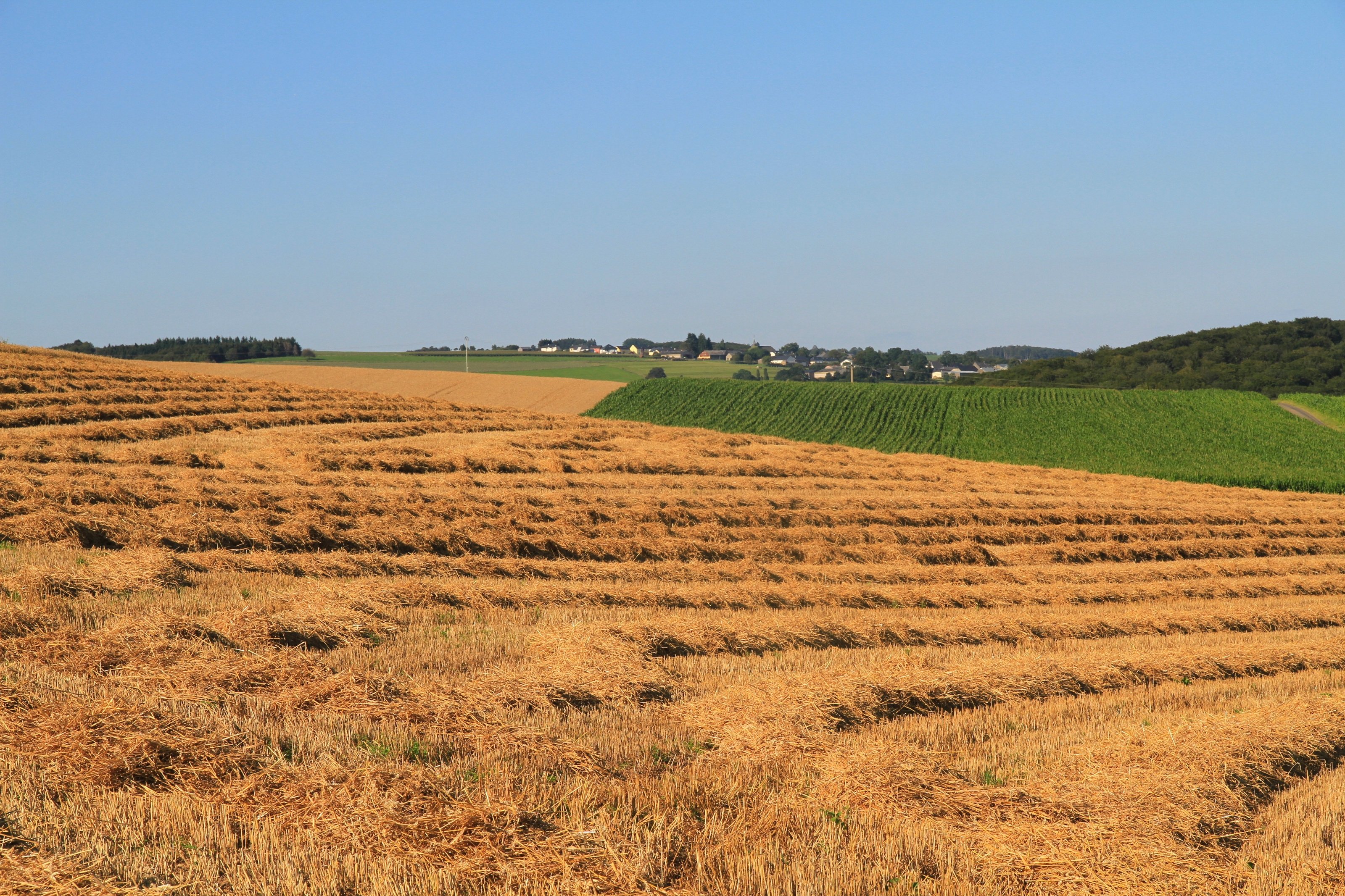 Fonds d'cran Nature Champs - Prairies 