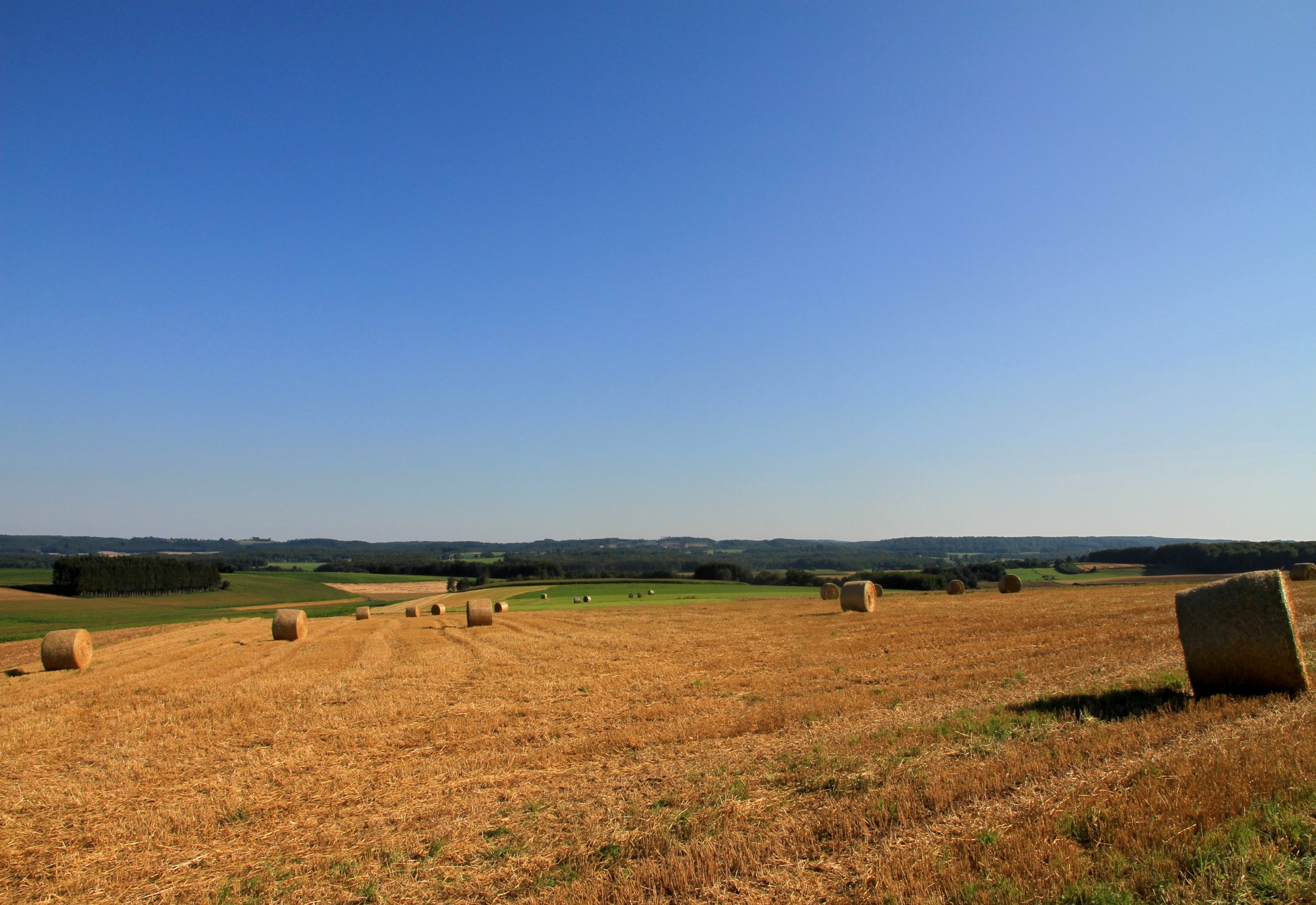 Fonds d'cran Nature Champs - Prairies 