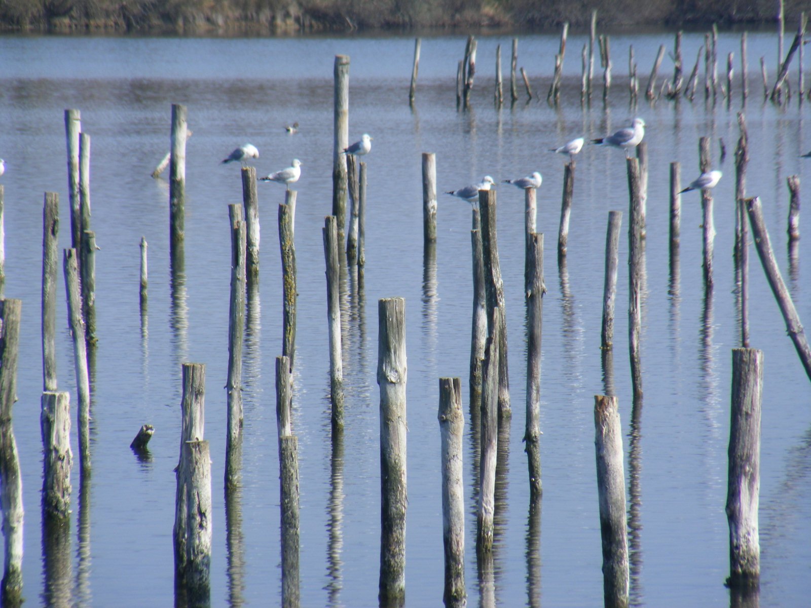 Fonds d'cran Animaux Oiseaux - Mouettes et Golands Au parc