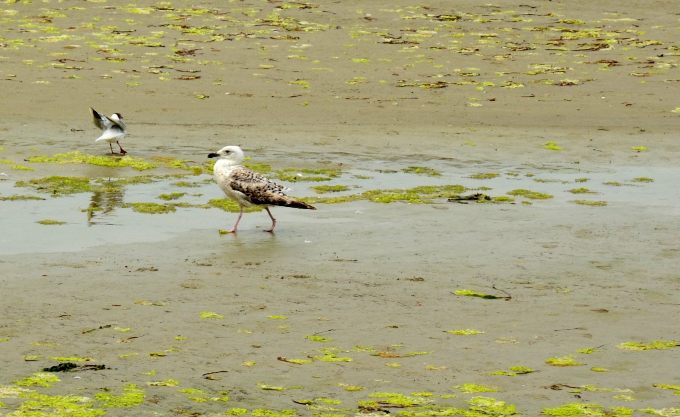 Fonds d'cran Animaux Oiseaux - Mouettes et Golands 