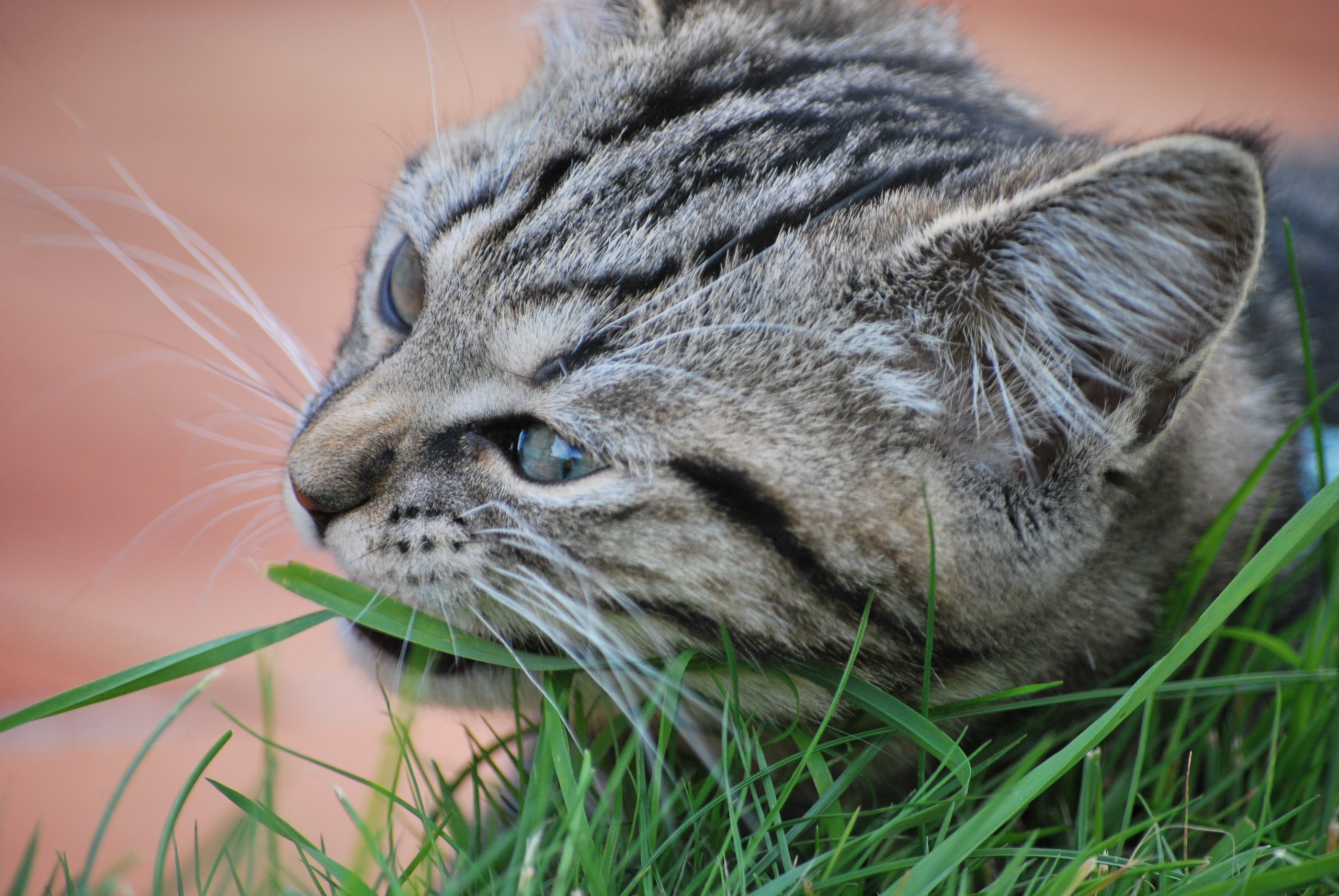 Fonds d'cran Animaux Chats - Chatons hum!!!!!  ca as bon gout