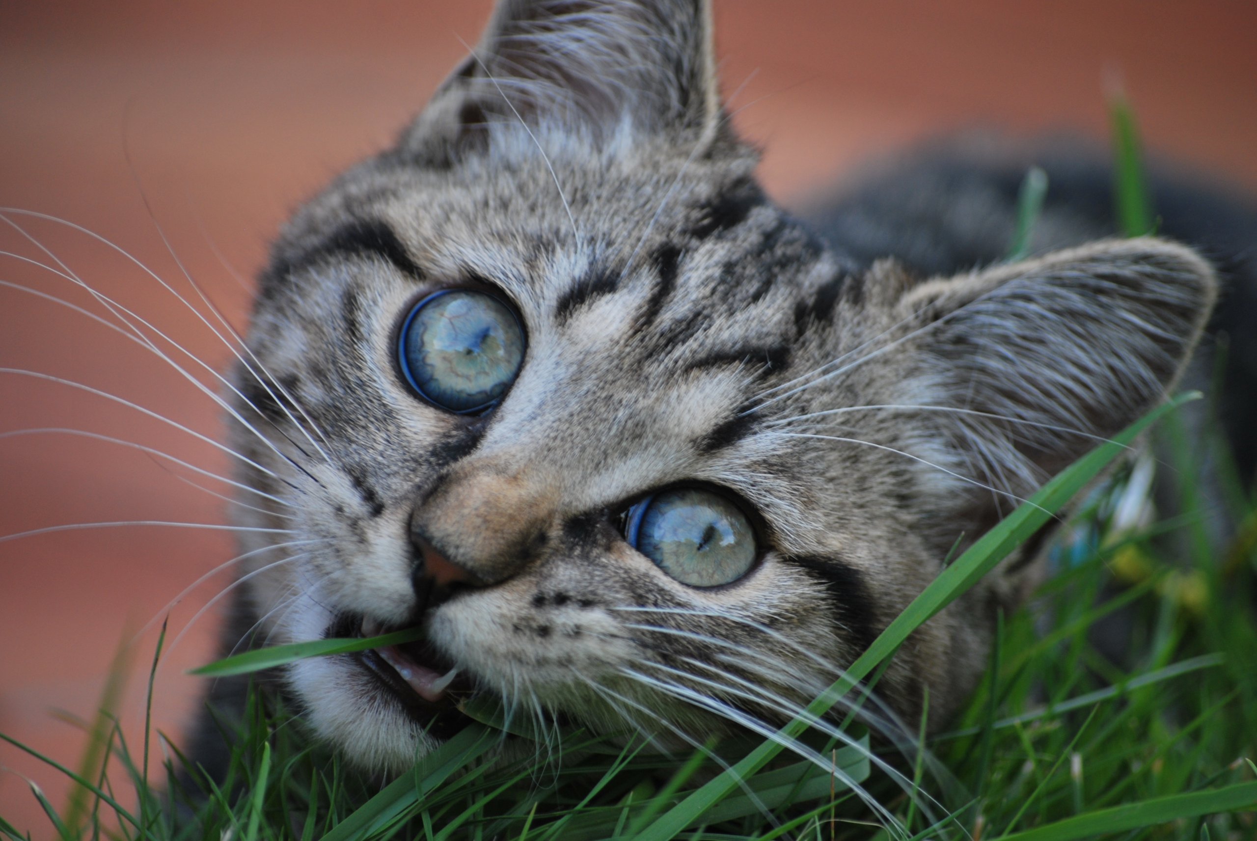 Fonds d'cran Animaux Chats - Chatons quel regal!!!!!