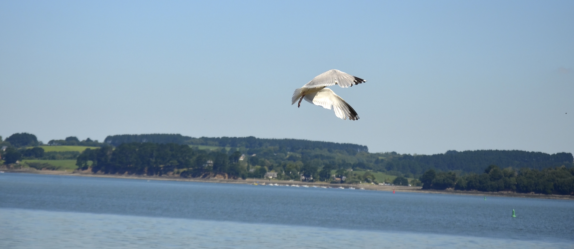 Fonds d'cran Animaux Oiseaux - Mouettes et Golands 