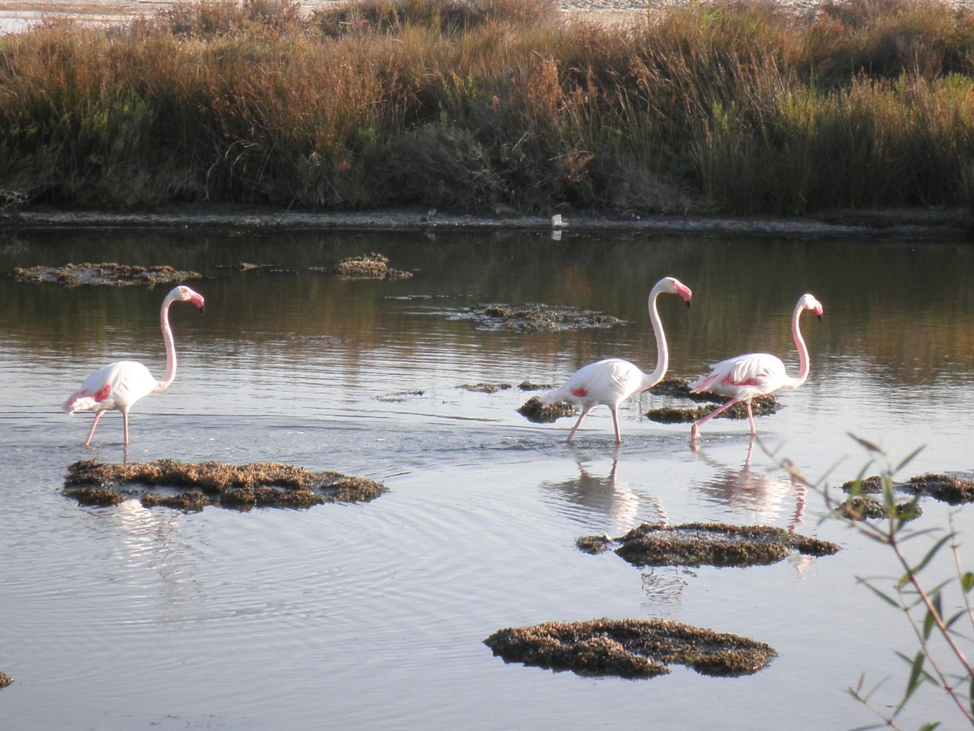 Fonds d'cran Animaux Oiseaux - Flamands roses 