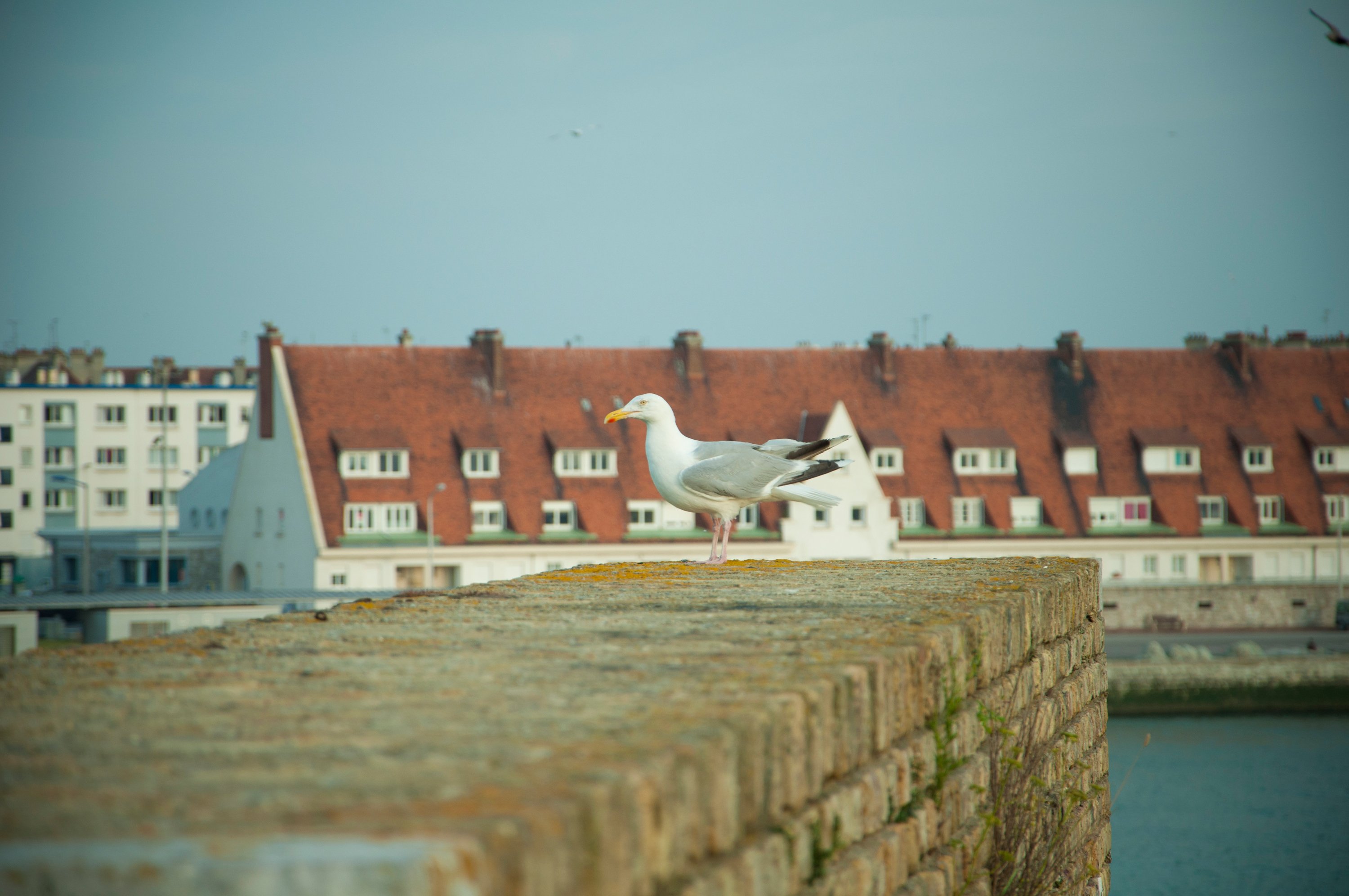 Fonds d'cran Animaux Oiseaux - Mouettes et Golands Mouette  Calais