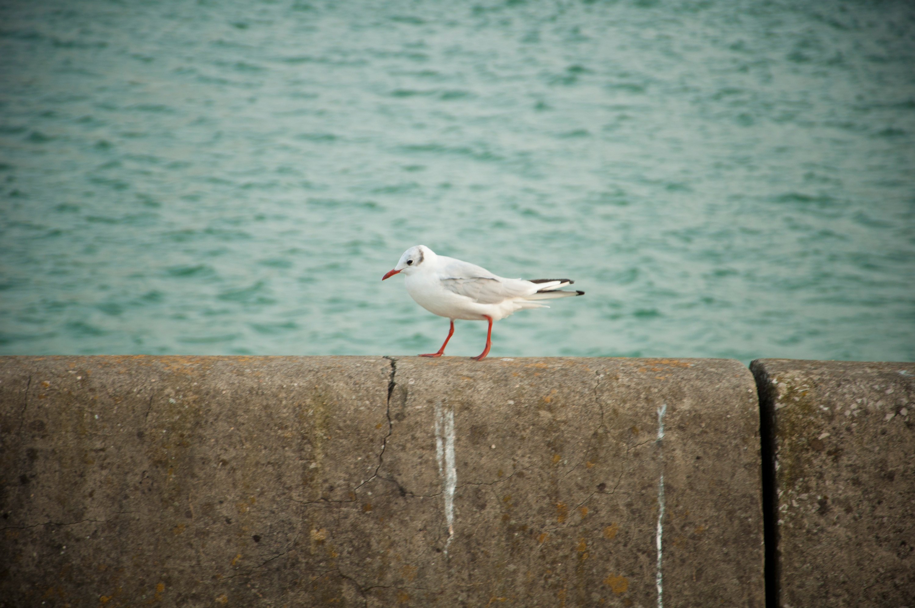 Fonds d'cran Animaux Oiseaux - Divers 