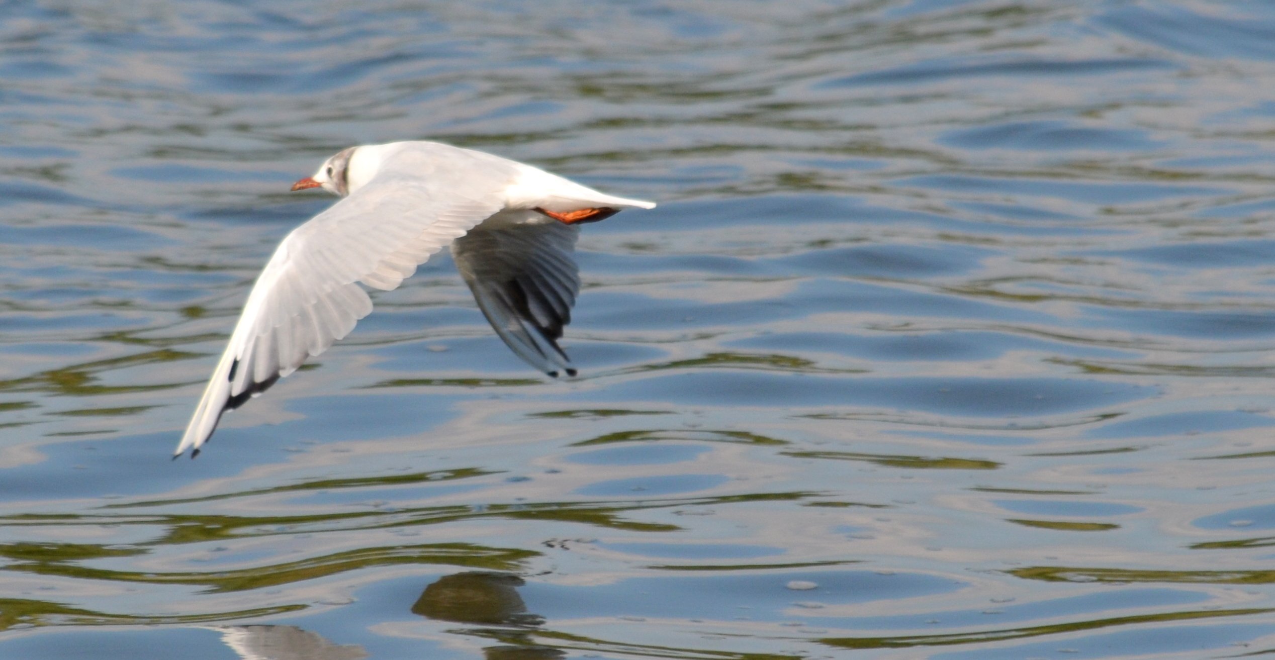 Fonds d'cran Animaux Oiseaux - Divers 