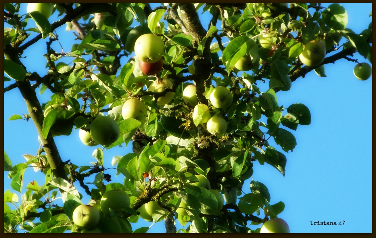 Wallpapers Nature Fruits 