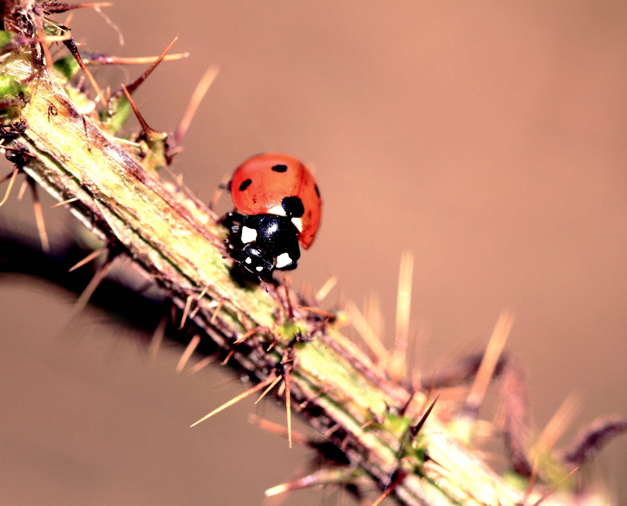 Wallpapers Animals Insects - Ladybugs 