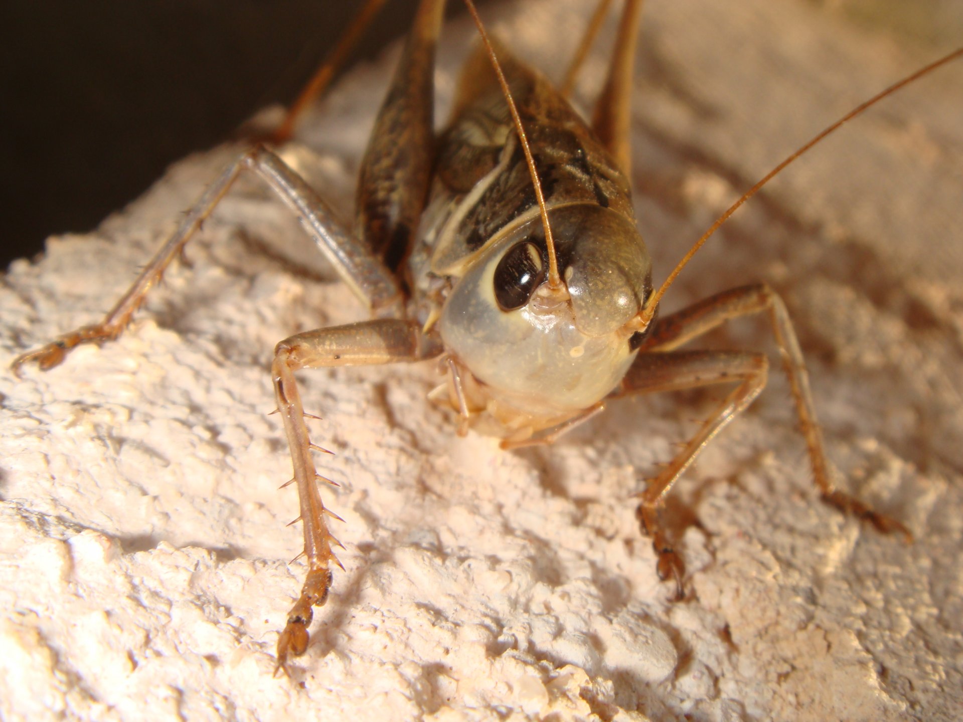 Fonds d'cran Animaux Insectes - Criquets Criquet