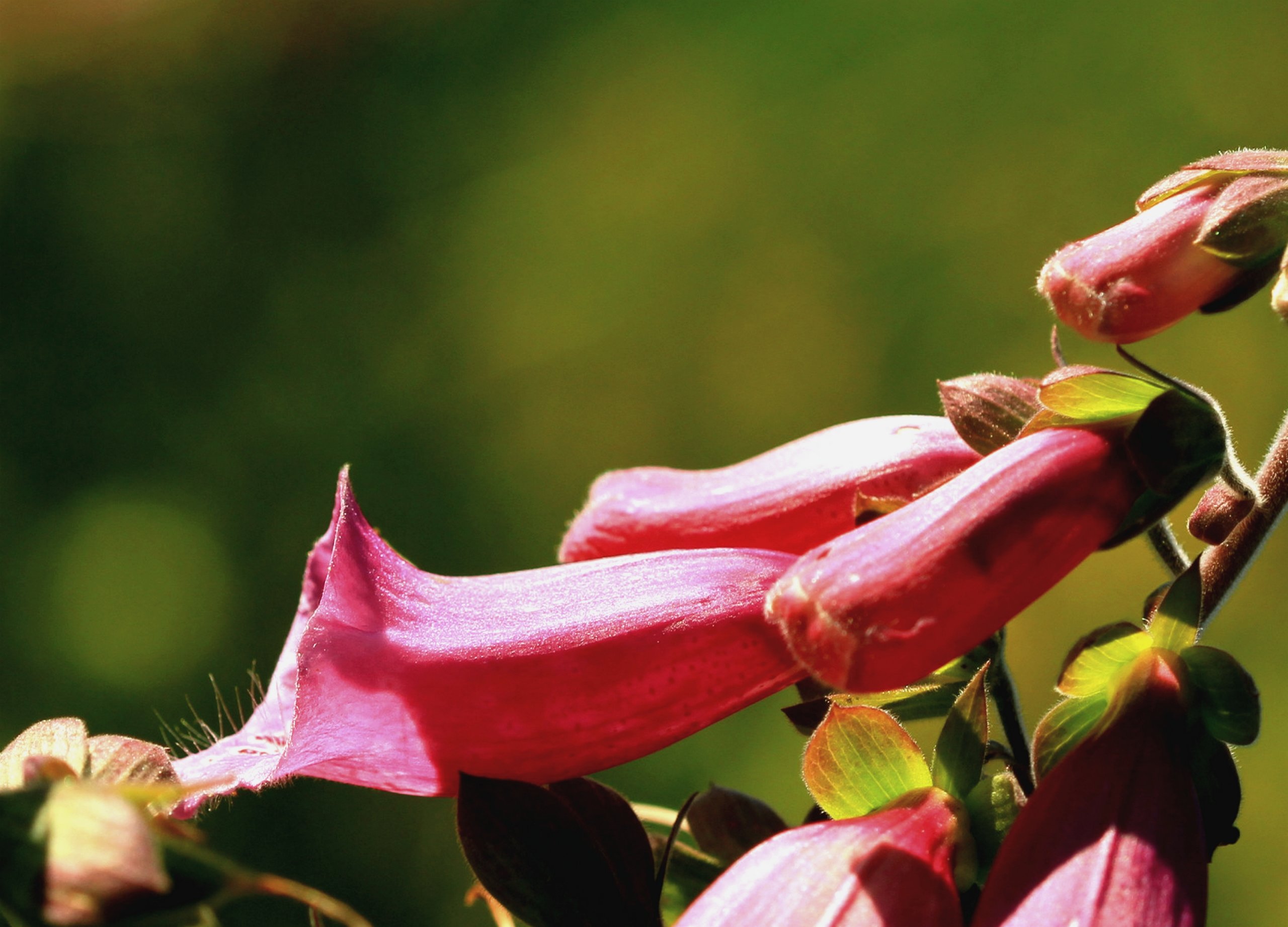 Fonds d'cran Nature Fleurs 