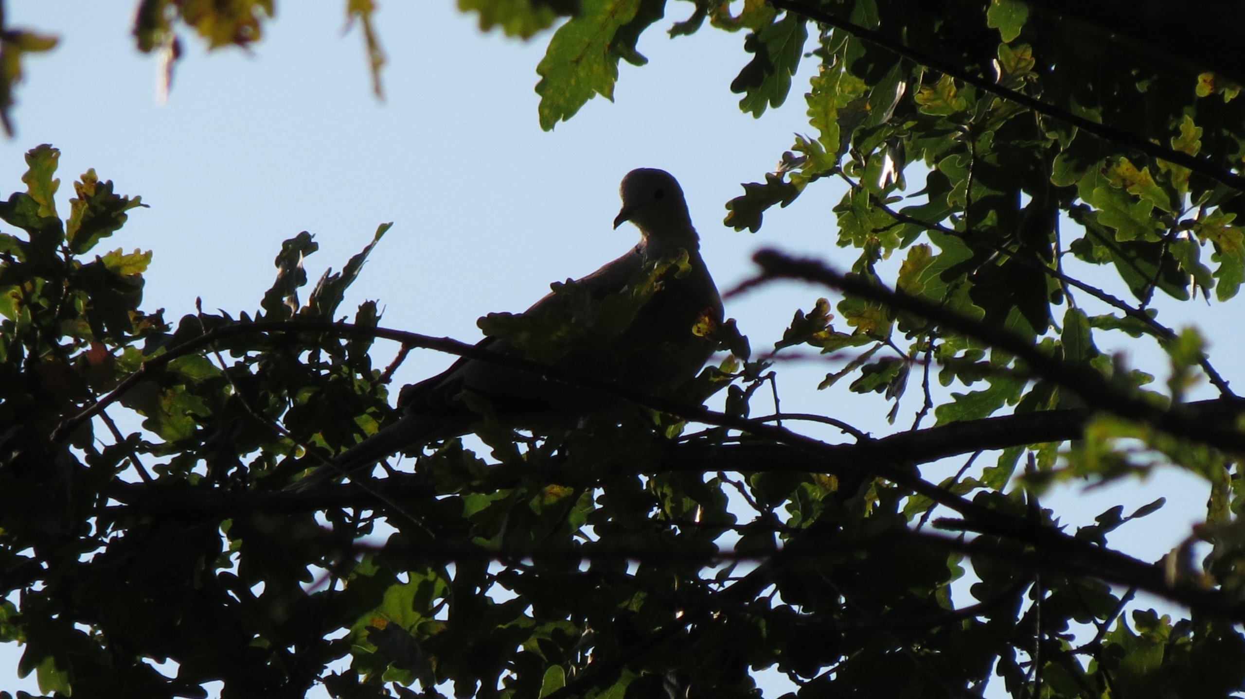 Wallpapers Animals Birds - Pigeons and Doves tourterelle