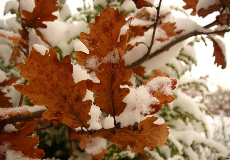 Fonds d'cran Nature Feuilles - Feuillages Feuillage hivernal